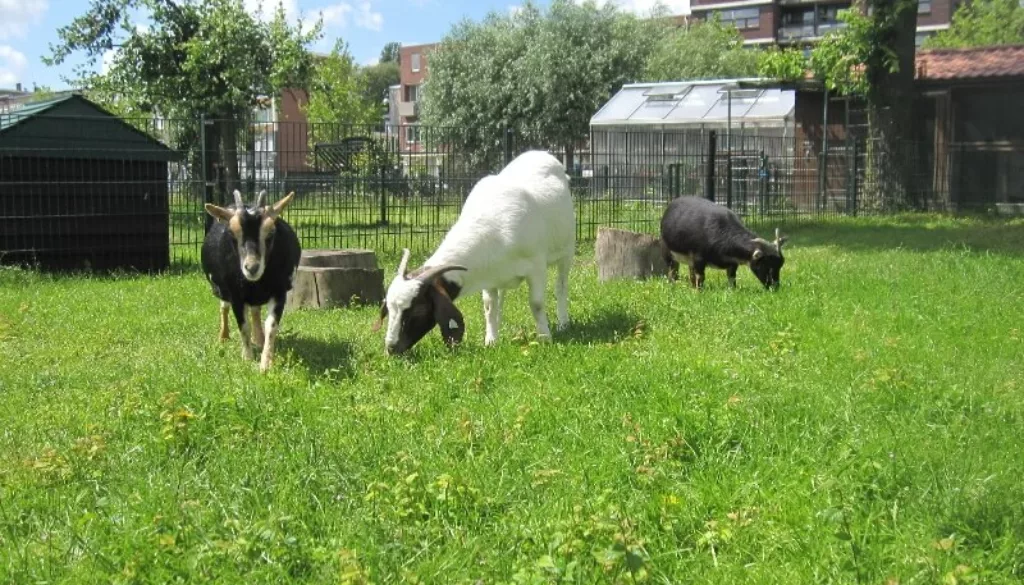 Stippel, Tulp en Lala