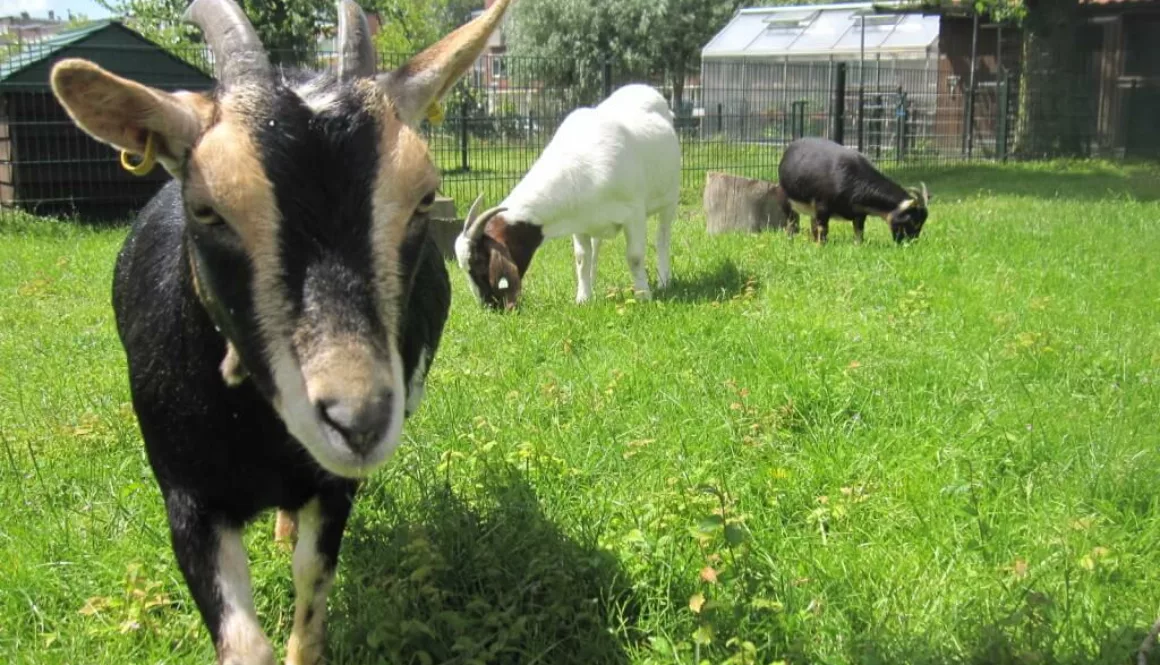 Stippel, Tulp en Lala (2)