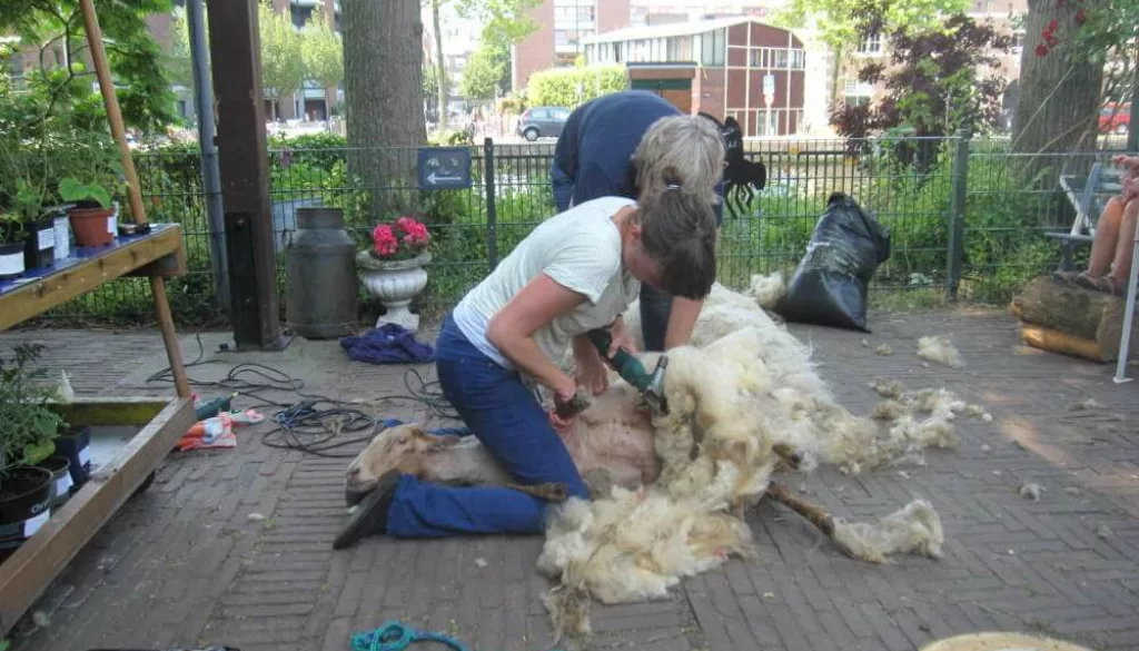 Schapenscheren Schapenscheren