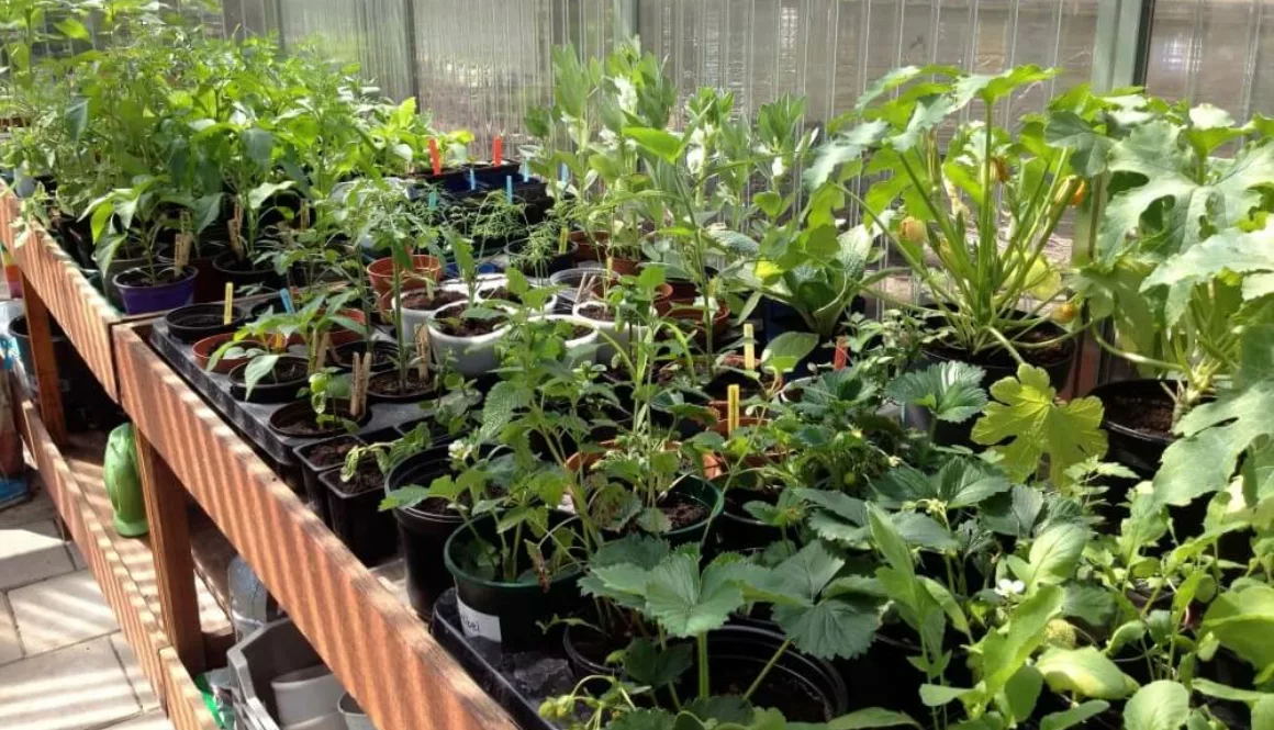 kas met plantjes workshop zaaien en verspenen
