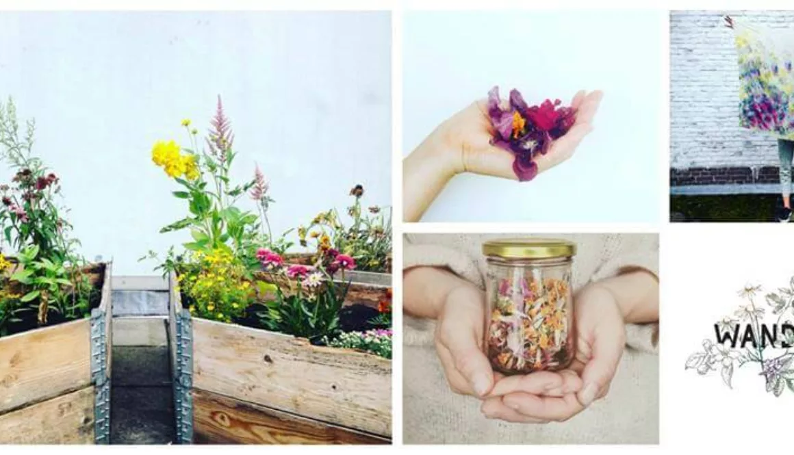 14021629_1783290115242162_4972900960333329507_n