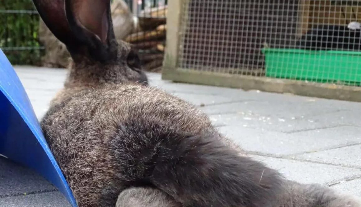 mie-van-de-zimmerhoeve-konijn