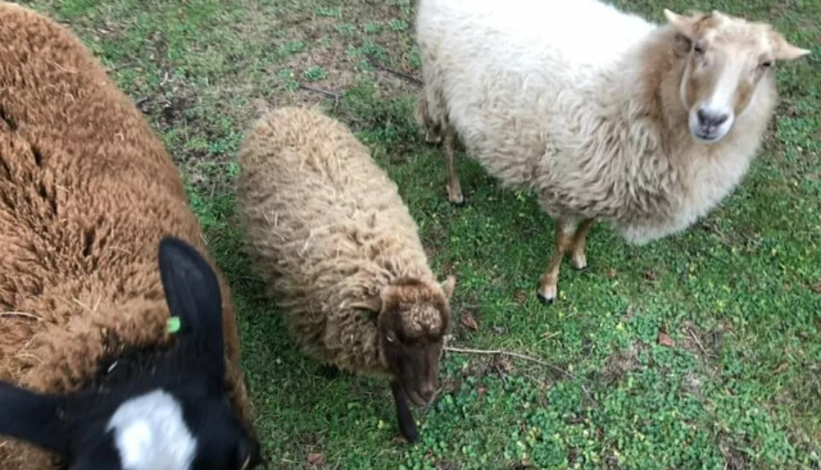 PHOTO-2018-12-05-16-04-20