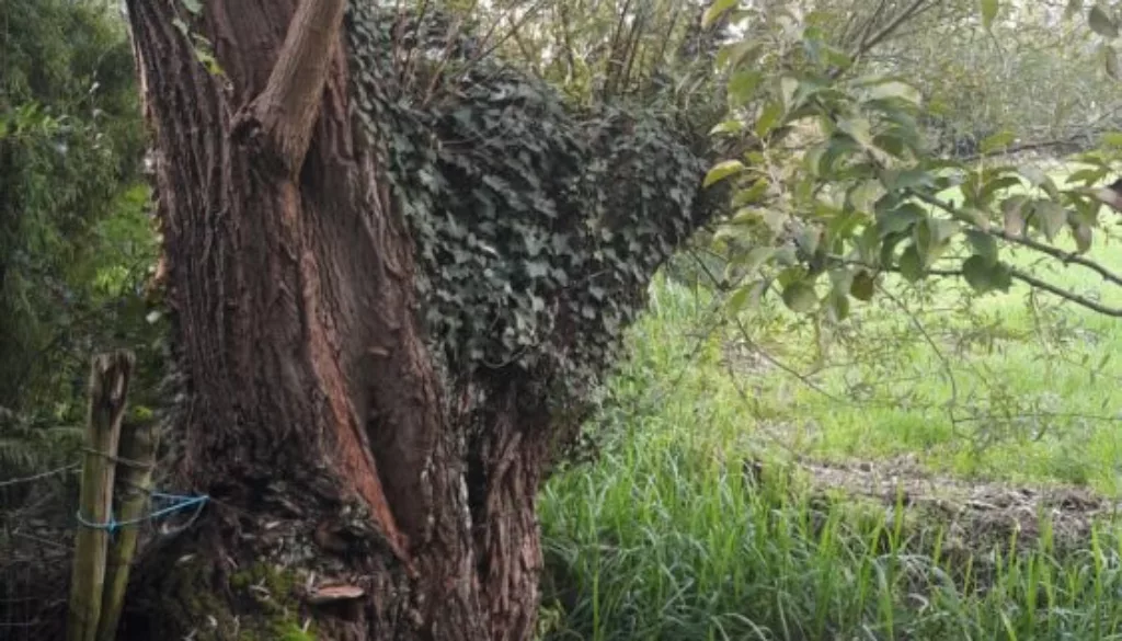 20201009_143839 boom 20201009_143839 boom