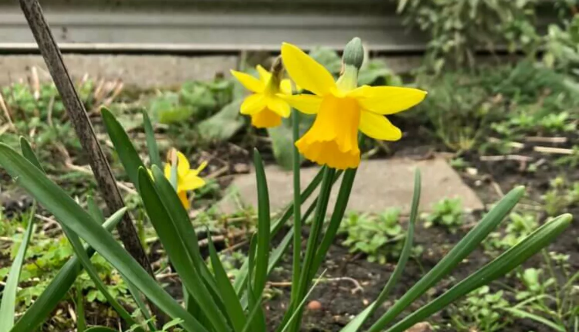 IMG_1681 1 IMG_1681 1