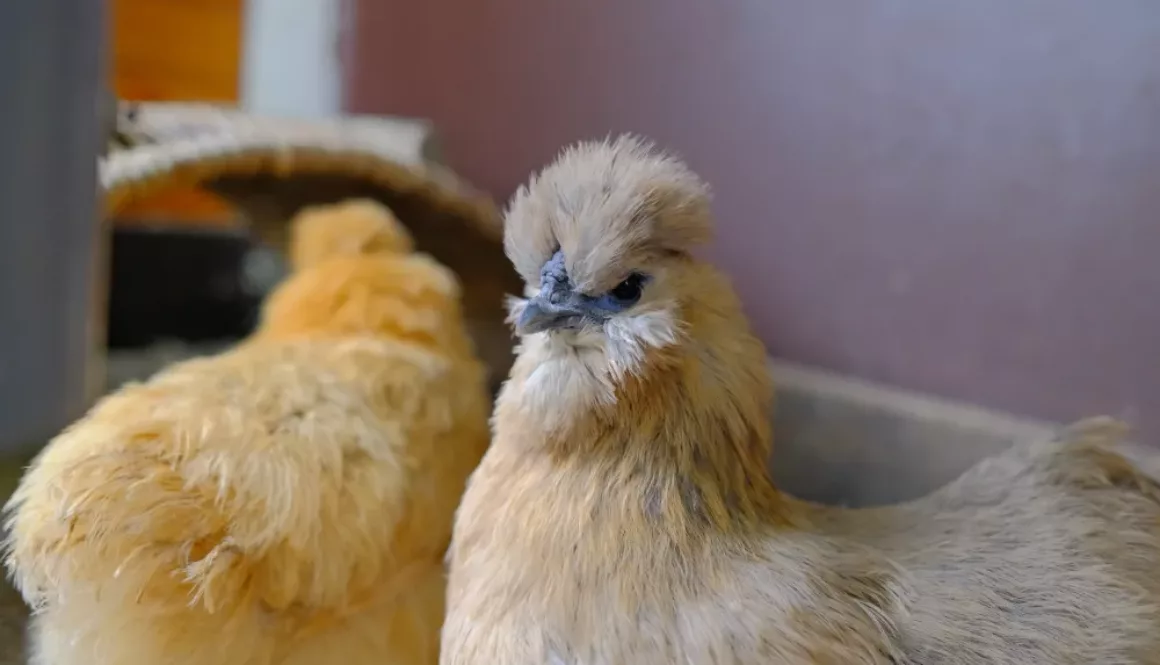 Zijdehoenders3 Zijdehoenders3