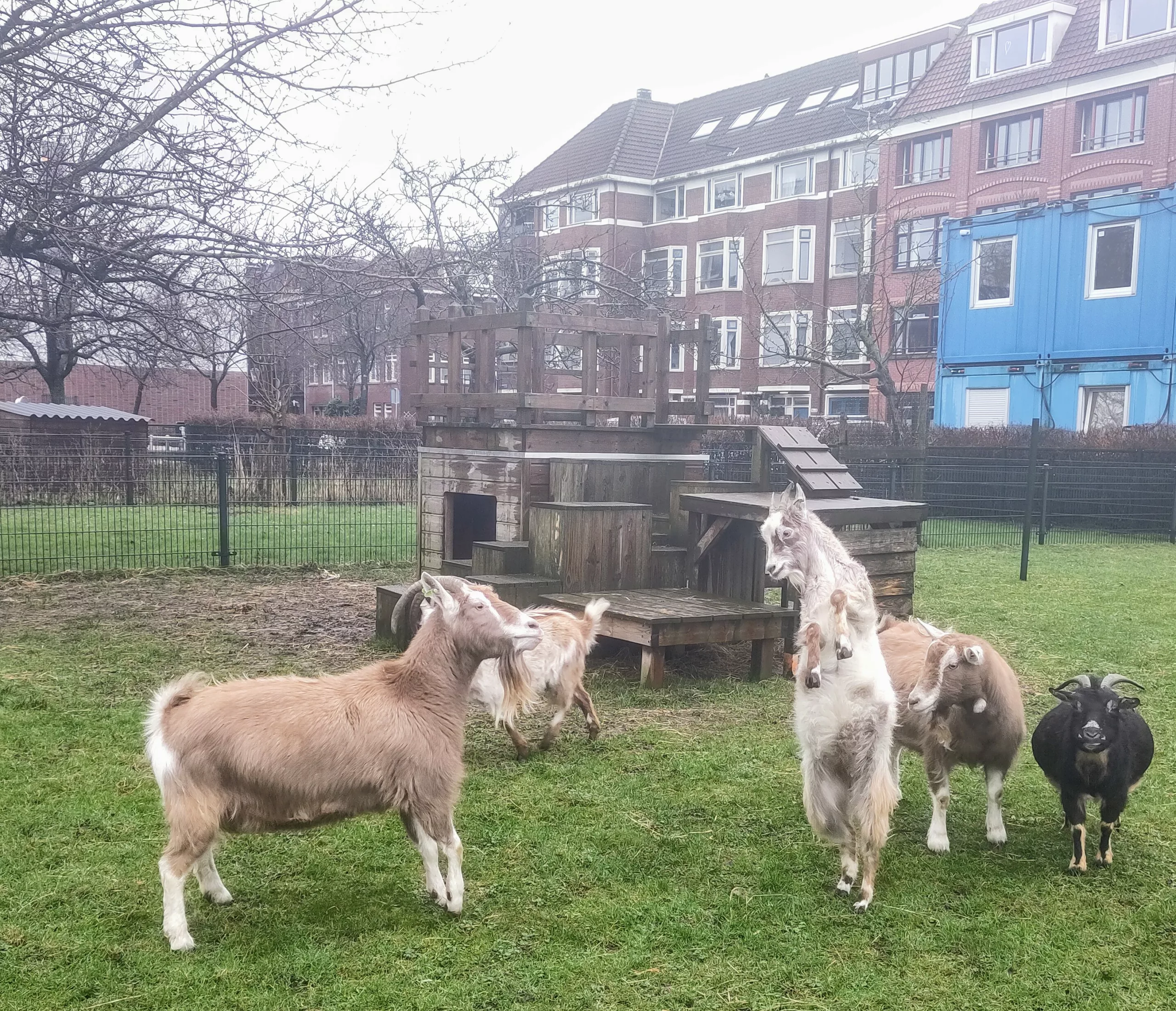 Nieuwe bewoners geitjes Gonny en Yuki